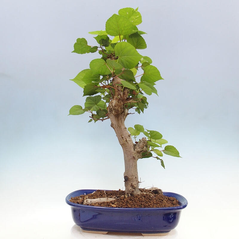 Camera bonsai - Hibiscus tiliaceus - Ibisco marino + libro SUISEKI Gratuito