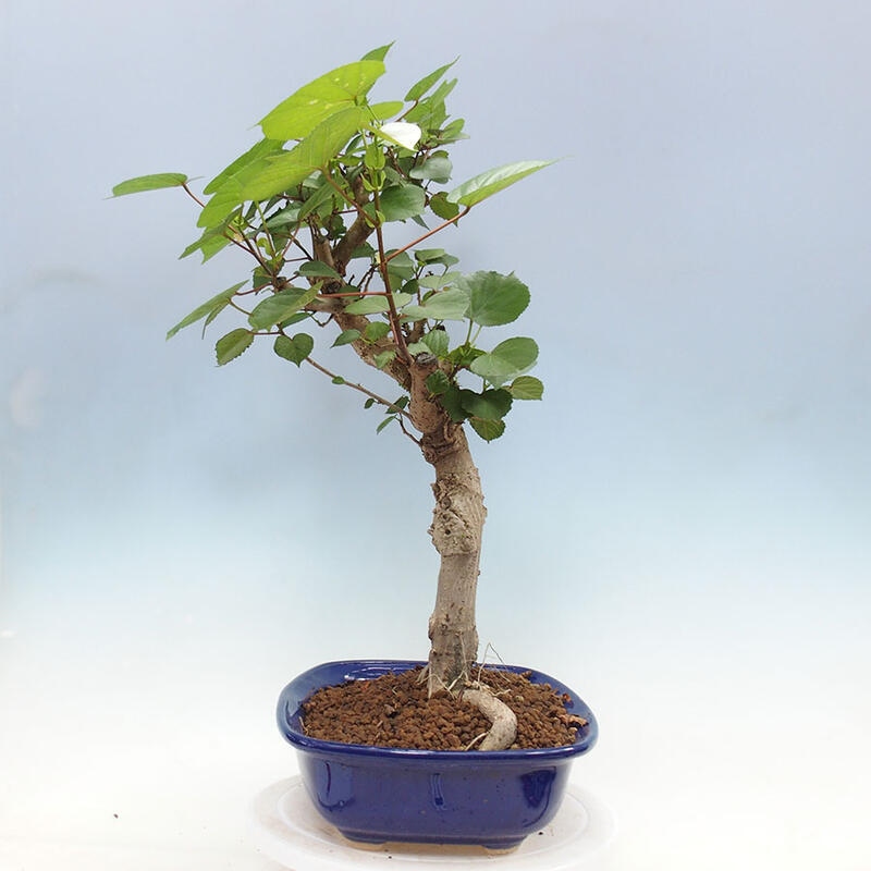 Camera bonsai - Hibiscus tiliaceus - Ibisco marino + libro SUISEKI Gratuito