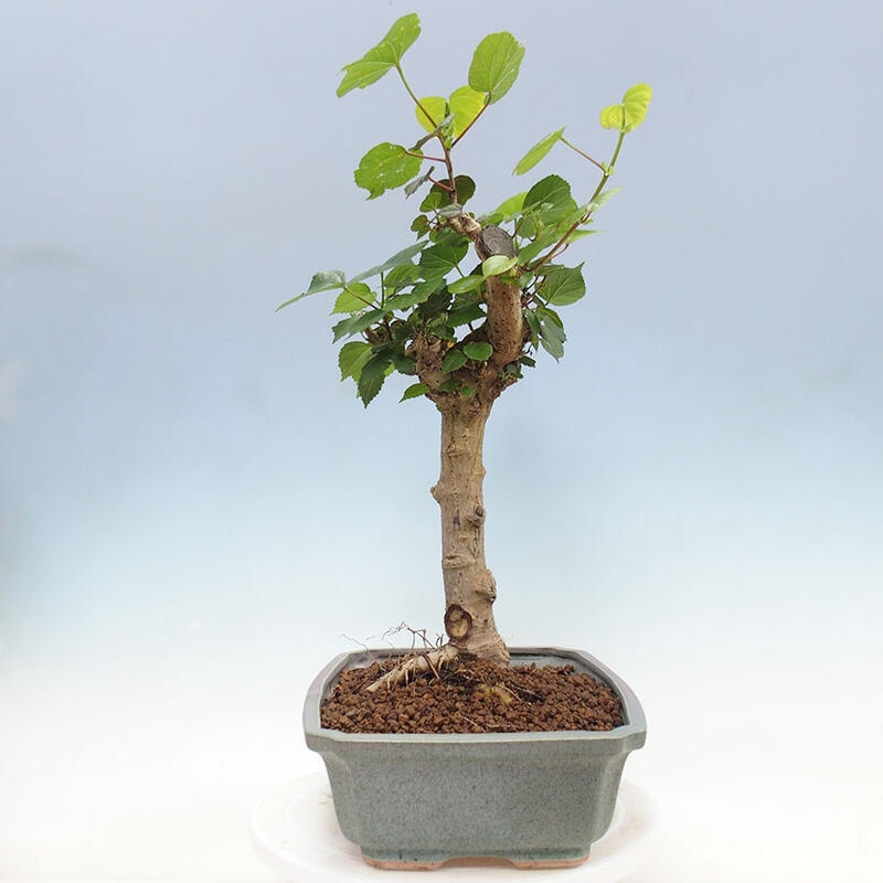 Camera bonsai - Hibiscus tiliaceus - Ibisco marino + libro SUISEKI Gratuito