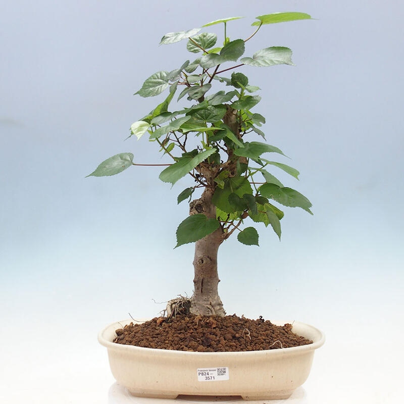 Camera bonsai - Hibiscus tiliaceus - Ibisco marino + libro SUISEKI Gratuito