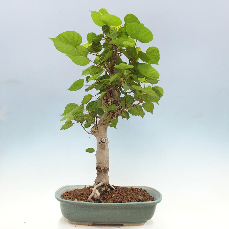 Camera bonsai - Hibiscus tiliaceus - Ibisco marino + libro SUISEKI Gratuito