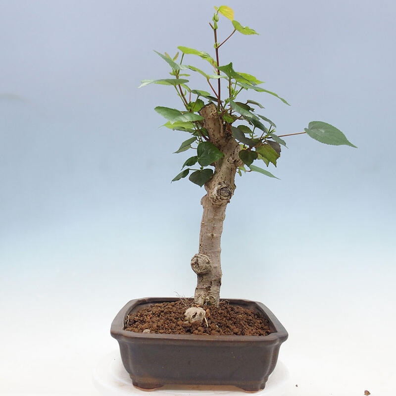 Camera bonsai - Hibiscus tiliaceus - Ibisco marino + libro SUISEKI Gratuito
