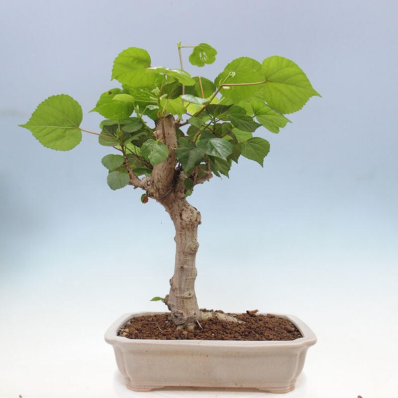 Camera bonsai - Hibiscus tiliaceus - Ibisco marino + libro SUISEKI Gratuito
