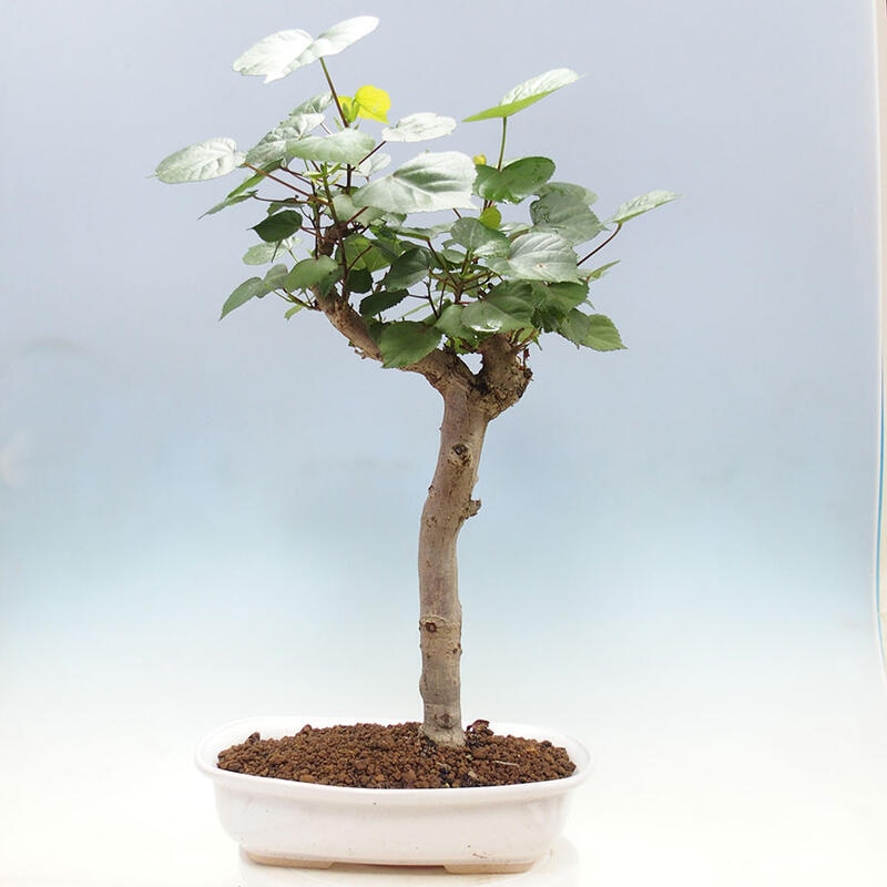 Camera bonsai - Hibiscus tiliaceus - Ibisco marino + libro SUISEKI Gratuito