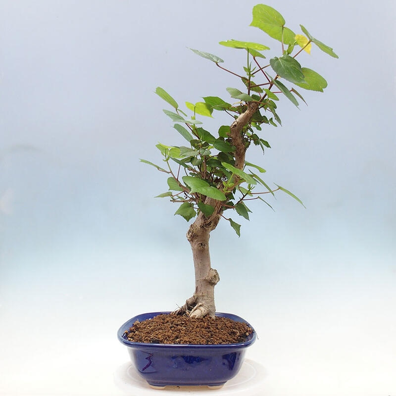 Camera bonsai - Hibiscus tiliaceus - Ibisco marino + libro SUISEKI Gratuito
