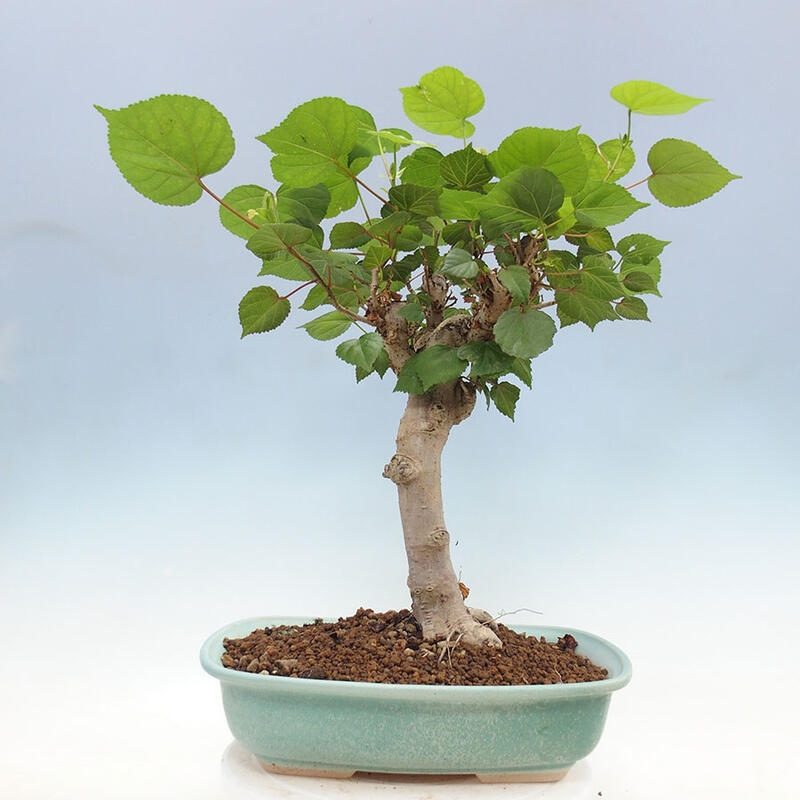 Camera bonsai - Hibiscus tiliaceus - Ibisco marino + libro SUISEKI Gratuito