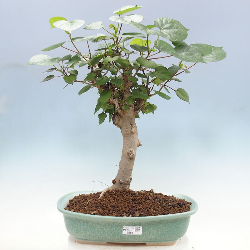 Camera bonsai - Hibiscus tiliaceus - Ibisco marino + libro SUISEKI Gratuito