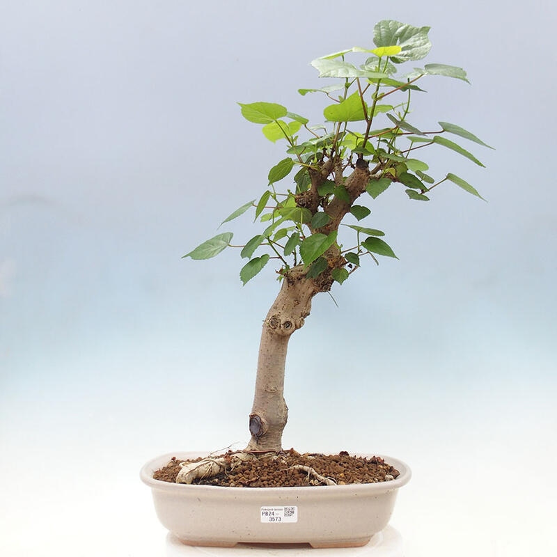 Camera bonsai - Hibiscus tiliaceus - Ibisco marino + libro SUISEKI Gratuito