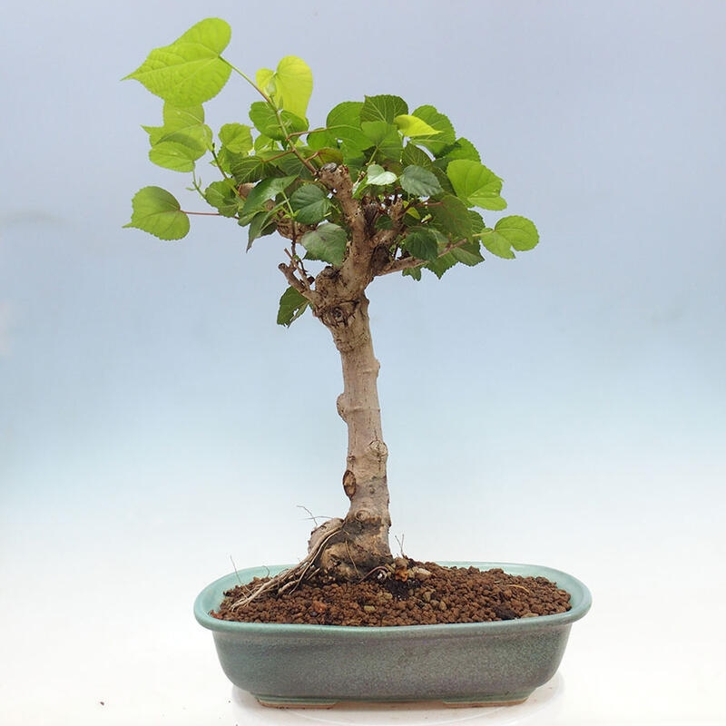 Camera bonsai - Hibiscus tiliaceus - Ibisco marino + libro SUISEKI Gratuito