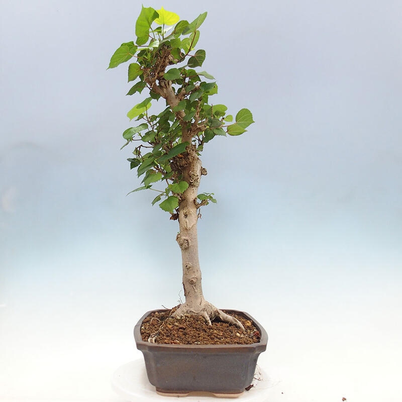 Camera bonsai - Hibiscus tiliaceus - Ibisco marino + libro SUISEKI Gratuito