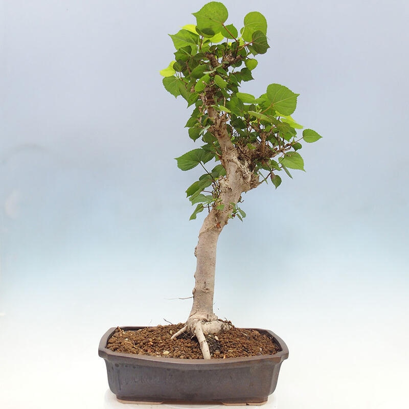Camera bonsai - Hibiscus tiliaceus - Ibisco marino + libro SUISEKI Gratuito