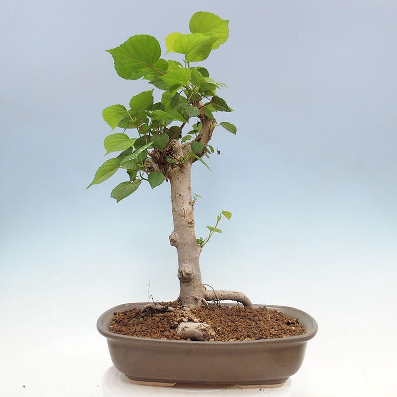 Camera bonsai - Hibiscus tiliaceus - Ibisco marino + libro SUISEKI Gratuito