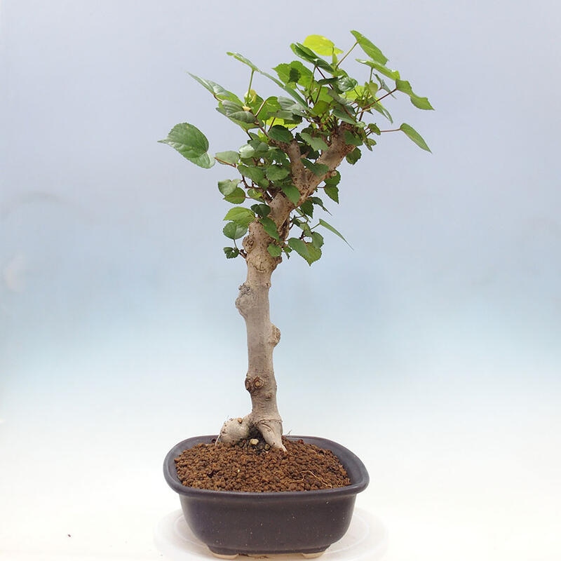 Camera bonsai - Hibiscus tiliaceus - Ibisco marino + libro SUISEKI Gratuito