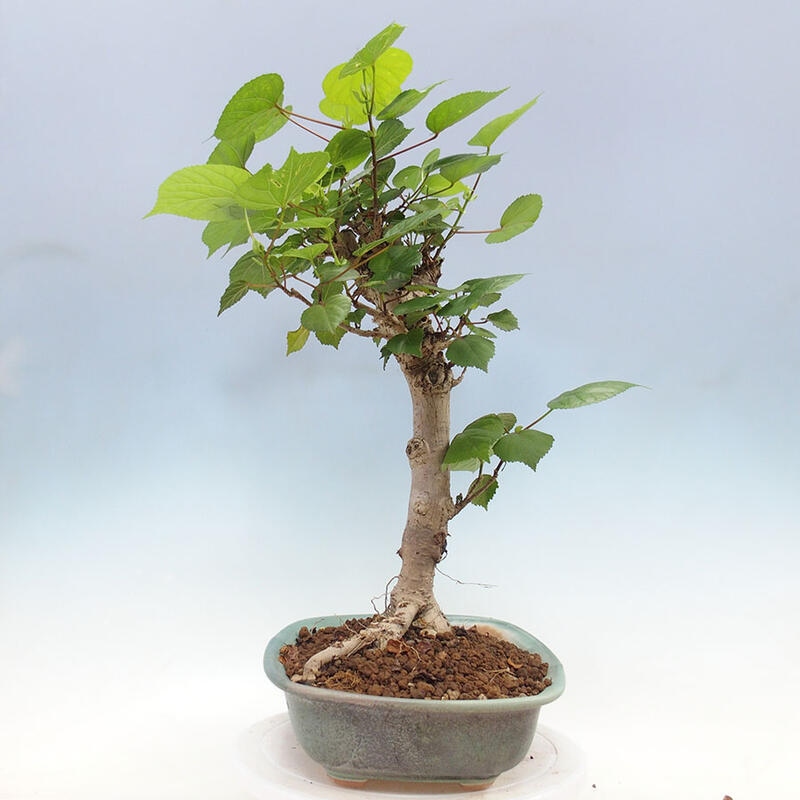 Camera bonsai - Hibiscus tiliaceus - Ibisco marino + libro SUISEKI Gratuito