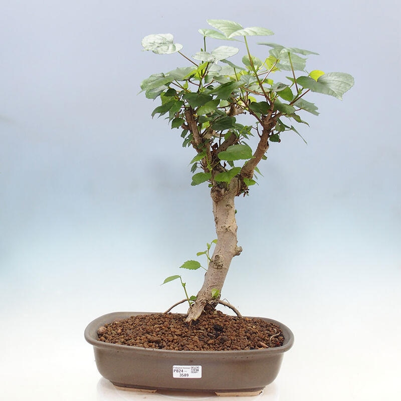 Camera bonsai - Hibiscus tiliaceus - Ibisco marino + libro SUISEKI Gratuito