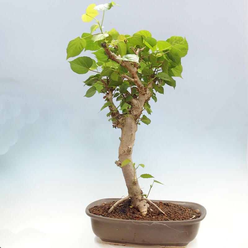 Camera bonsai - Hibiscus tiliaceus - Ibisco marino + libro SUISEKI Gratuito