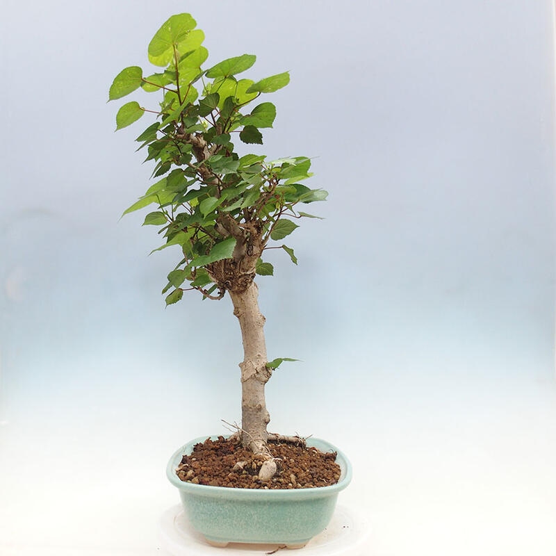 Camera bonsai - Hibiscus tiliaceus - Ibisco marino + libro SUISEKI Gratuito