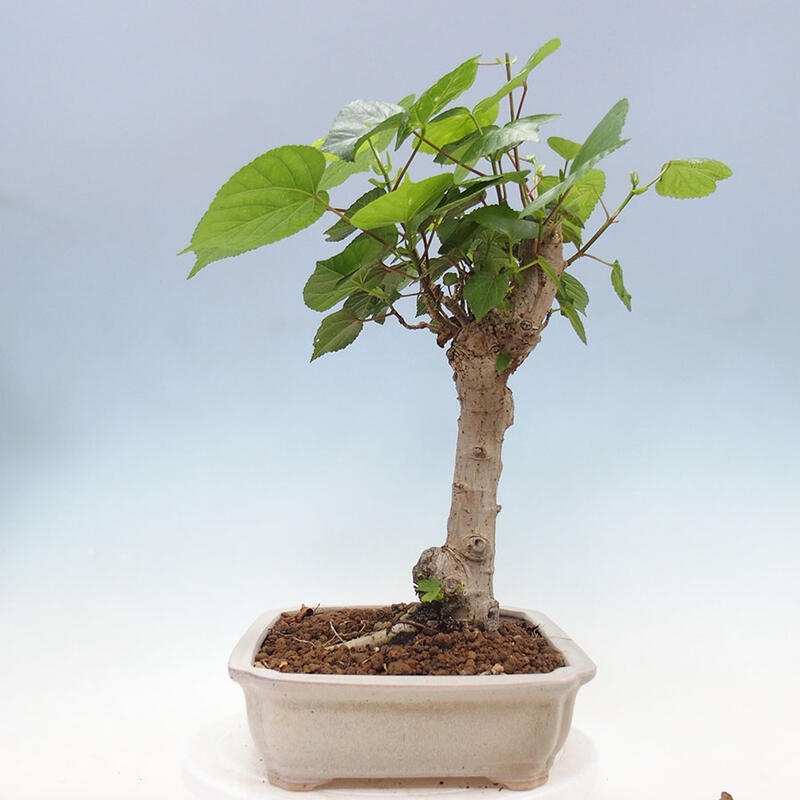 Camera bonsai - Hibiscus tiliaceus - Ibisco marino + libro SUISEKI Gratuito