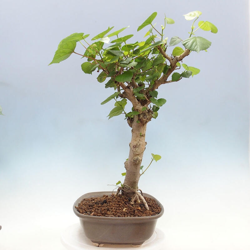 Camera bonsai - Hibiscus tiliaceus - Ibisco marino + libro SUISEKI Gratuito