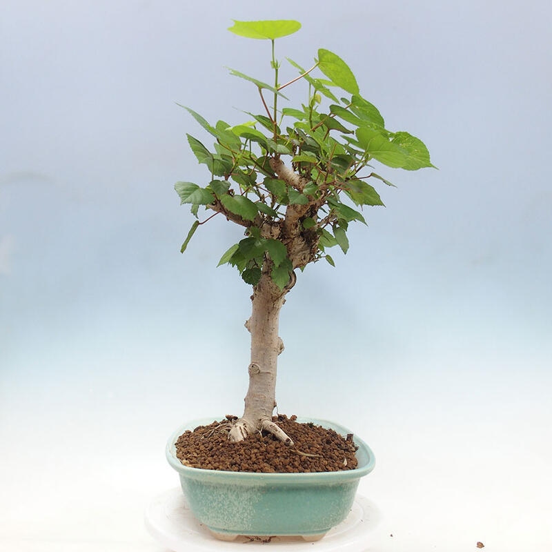 Camera bonsai - Hibiscus tiliaceus - Ibisco marino + libro SUISEKI Gratuito