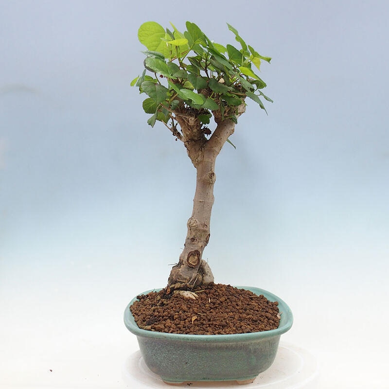 Camera bonsai - Hibiscus tiliaceus - Ibisco marino + libro SUISEKI Gratuito