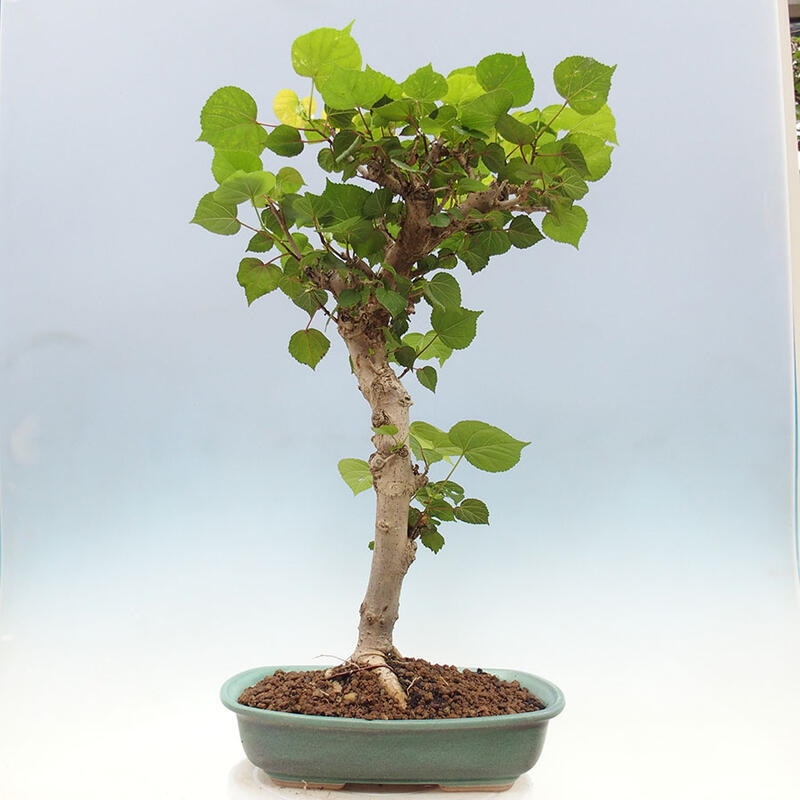 Camera bonsai - Hibiscus tiliaceus - Ibisco marino + libro SUISEKI Gratuito