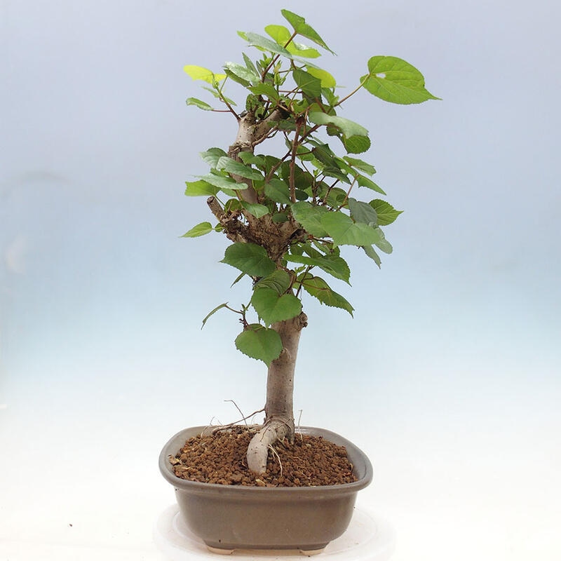 Camera bonsai - Hibiscus tiliaceus - Ibisco marino + libro SUISEKI Gratuito