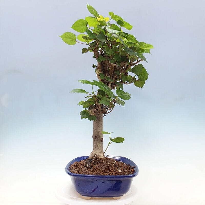 Camera bonsai - Hibiscus tiliaceus - Ibisco marino + libro SUISEKI Gratuito