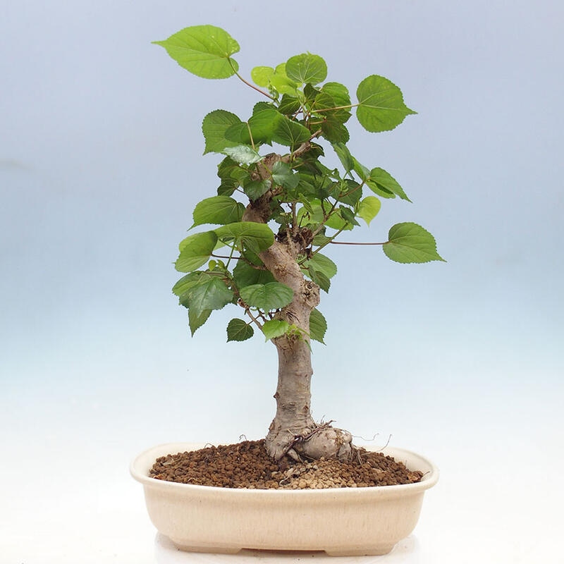 Camera bonsai - Hibiscus tiliaceus - Ibisco marino + libro SUISEKI Gratuito