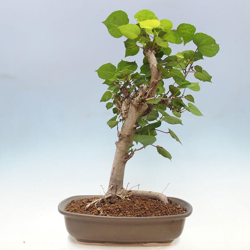 Camera bonsai - Hibiscus tiliaceus - Ibisco marino + libro SUISEKI Gratuito