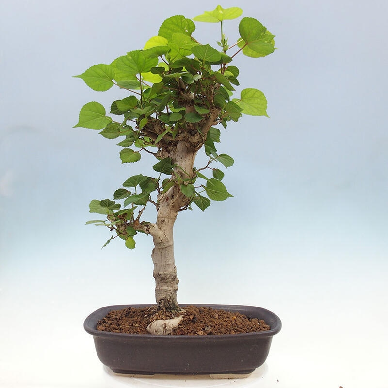 Camera bonsai - Hibiscus tiliaceus - Ibisco marino + libro SUISEKI Gratuito