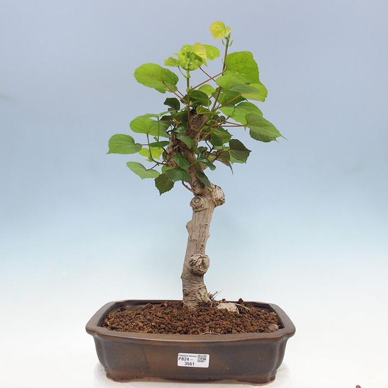 Camera bonsai - Hibiscus tiliaceus - Ibisco marino + libro SUISEKI Gratuito