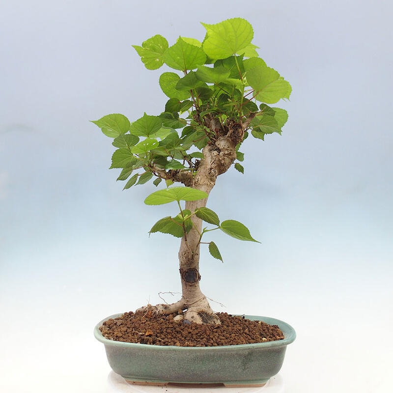 Camera bonsai - Hibiscus tiliaceus - Ibisco marino + libro SUISEKI Gratuito