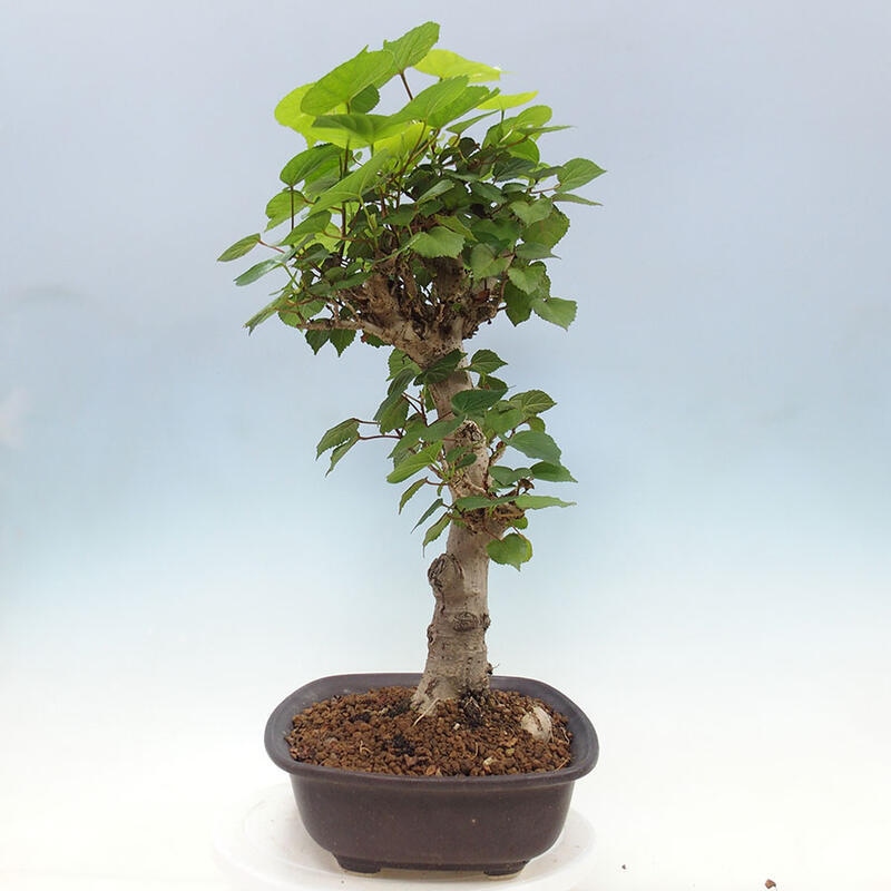 Camera bonsai - Hibiscus tiliaceus - Ibisco marino + libro SUISEKI Gratuito