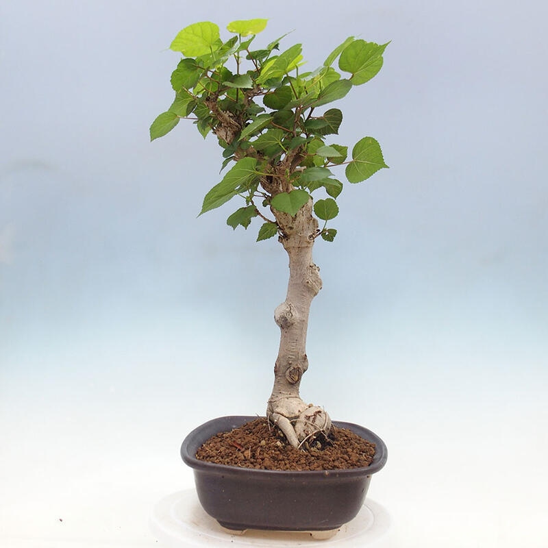 Camera bonsai - Hibiscus tiliaceus - Ibisco marino + libro SUISEKI Gratuito