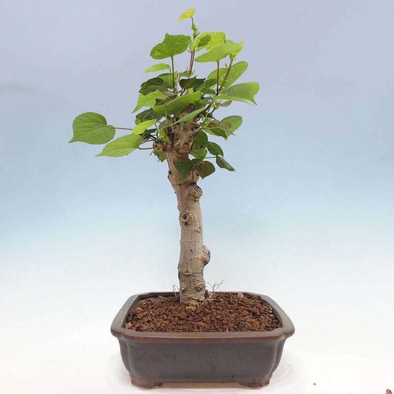 Camera bonsai - Hibiscus tiliaceus - Ibisco marino + libro SUISEKI Gratuito
