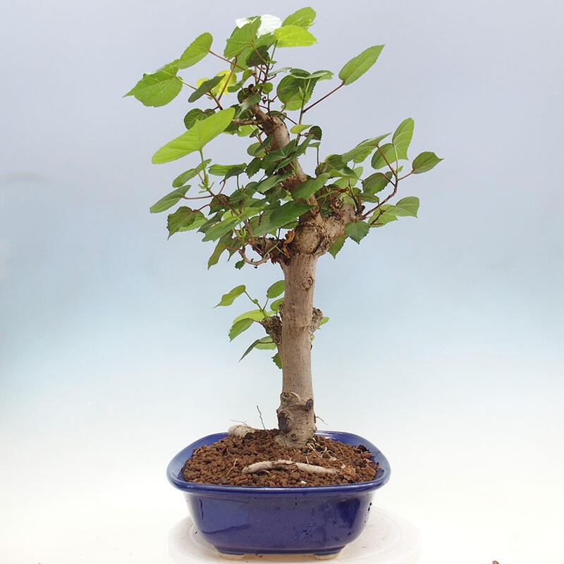 Camera bonsai - Hibiscus tiliaceus - Ibisco marino + libro SUISEKI Gratuito