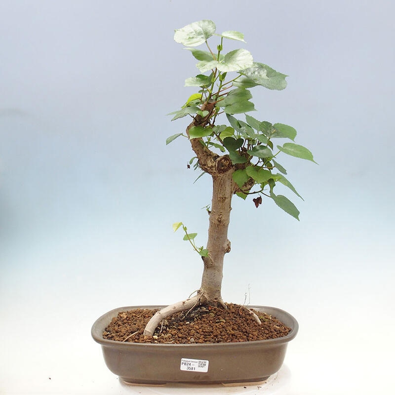 Camera bonsai - Hibiscus tiliaceus - Ibisco marino + libro SUISEKI Gratuito