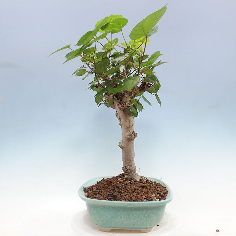 Camera bonsai - Hibiscus tiliaceus - Ibisco marino + libro SUISEKI Gratuito