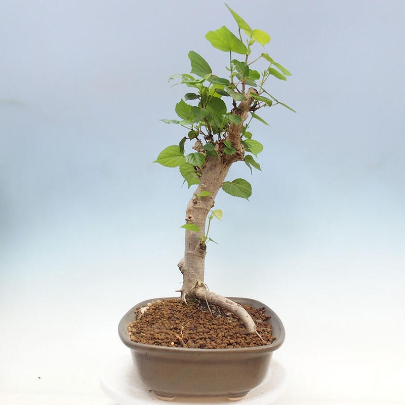 Camera bonsai - Hibiscus tiliaceus - Ibisco marino + libro SUISEKI Gratuito