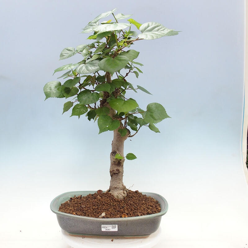 Camera bonsai - Hibiscus tiliaceus - Ibisco marino + libro SUISEKI Gratuito