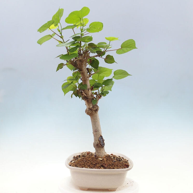 Camera bonsai - Hibiscus tiliaceus - Ibisco marino + libro SUISEKI Gratuito
