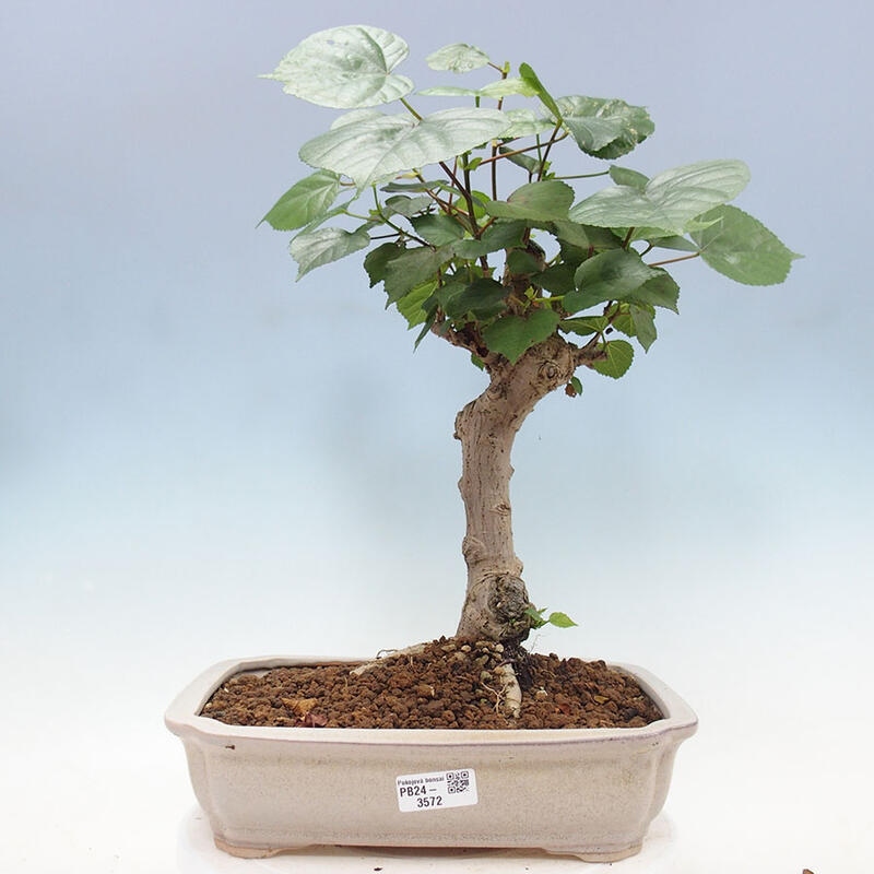 Camera bonsai - Hibiscus tiliaceus - Ibisco marino + libro SUISEKI Gratuito