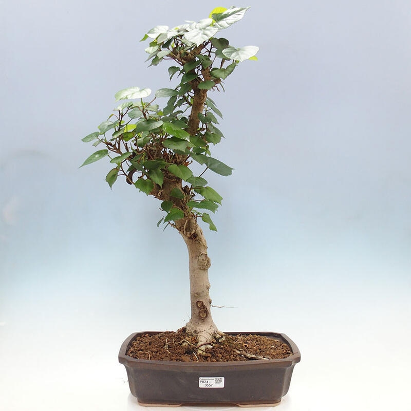 Camera bonsai - Hibiscus tiliaceus - Ibisco marino + libro SUISEKI Gratuito