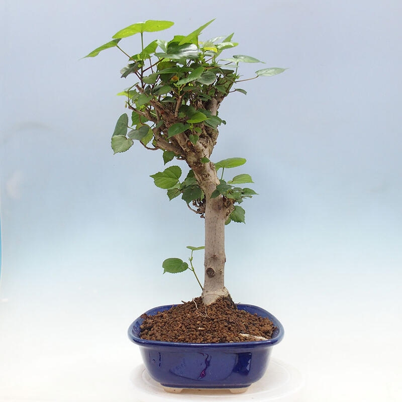 Camera bonsai - Hibiscus tiliaceus - Ibisco marino + libro SUISEKI Gratuito