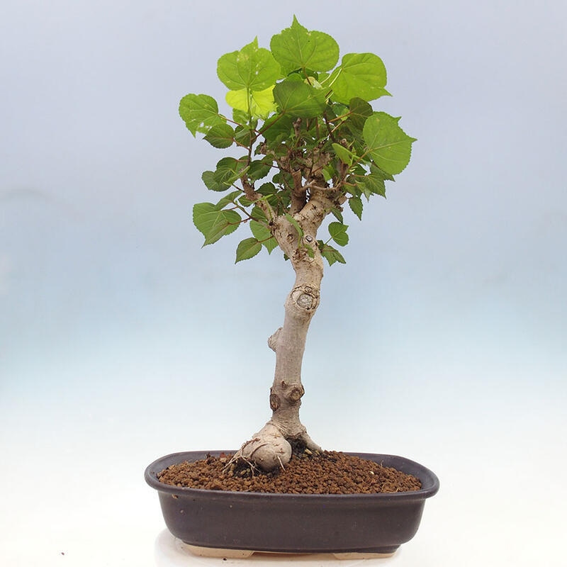 Camera bonsai - Hibiscus tiliaceus - Ibisco marino + libro SUISEKI Gratuito