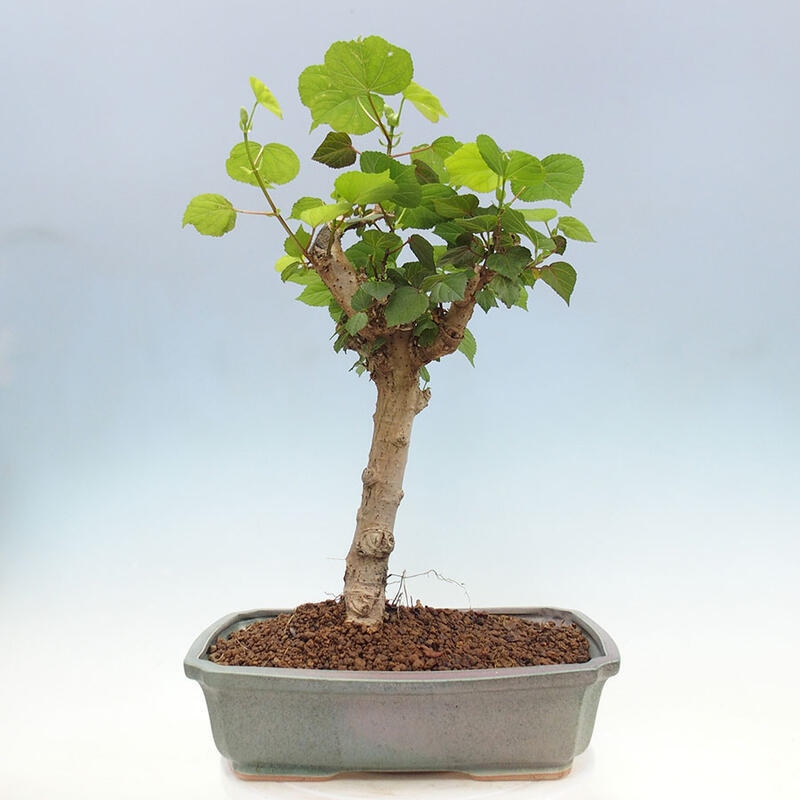 Camera bonsai - Hibiscus tiliaceus - Ibisco marino + libro SUISEKI Gratuito