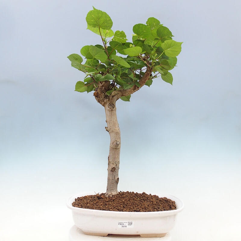 Camera bonsai - Hibiscus tiliaceus - Ibisco marino + libro SUISEKI Gratuito