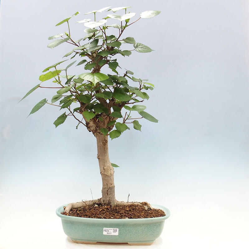 Camera bonsai - Hibiscus tiliaceus - Ibisco marino + libro SUISEKI Gratuito
