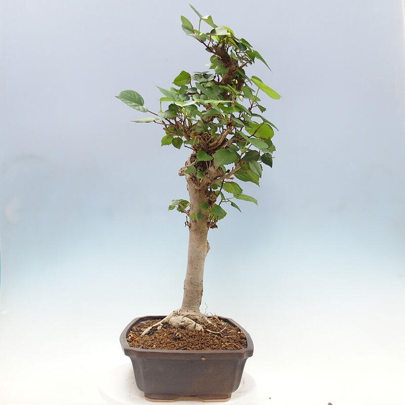 Camera bonsai - Hibiscus tiliaceus - Ibisco marino + libro SUISEKI Gratuito